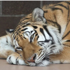 The Tiger