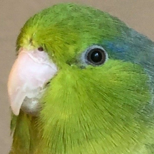 dig_dnb