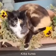 Kimmercore - KITKA KURWA
