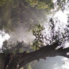 ybnhard - damon story ! prod. julioo