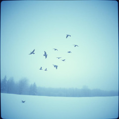 ❄️🕊 Winter Birds