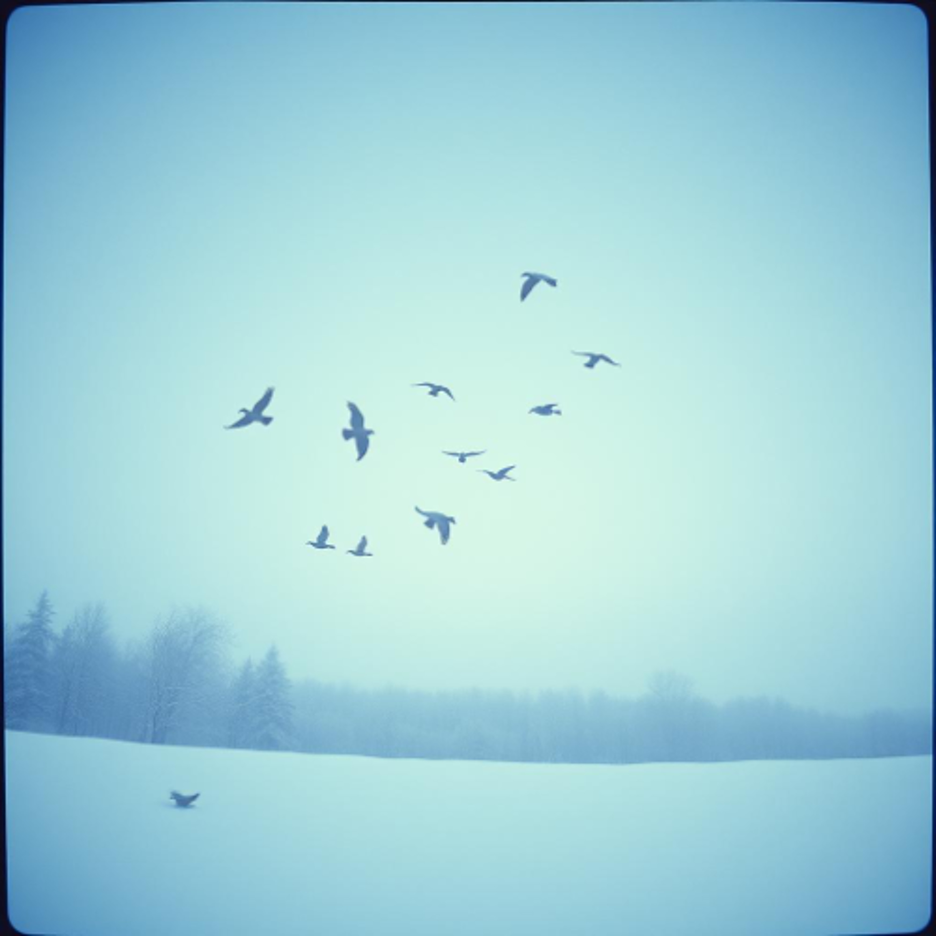 ❄️🕊 Winter Birds