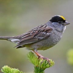 Fly Golden Sparrow - Asheville Movement Collective - Friday, Aug 7, 2020 - 1 wave