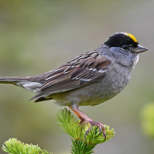 Fly Golden Sparrow - Asheville Movement Collective - Friday, Aug 7, 2020 - 1 wave