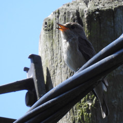 Un Gobemouche gris au Marais-Vernier (27) un 11 juin 2025