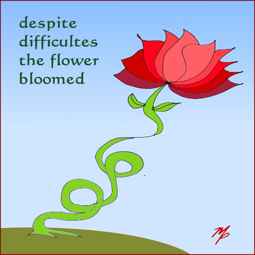 why the rose keeps blooming