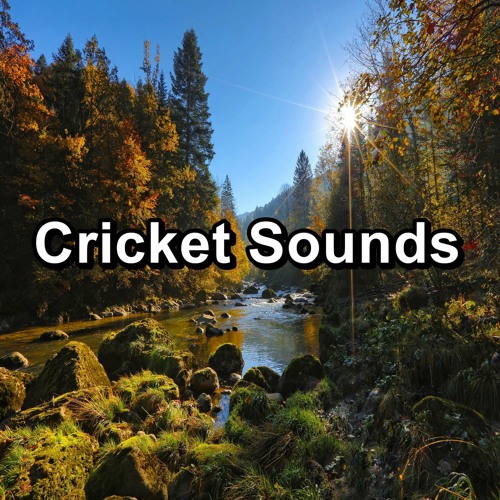 Stream Cricket Sounds By Crickets Tinnitus Sleep Solution Listen