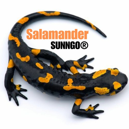 Salamander