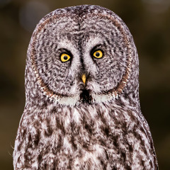 Friday Dance Dose | Dec 5 2025