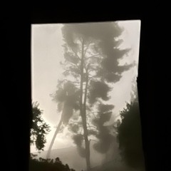 Pines - (prod. Daniel)