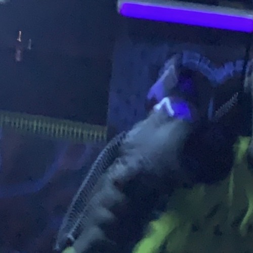 Goats w/Phvntm99