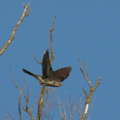 with no little help from _