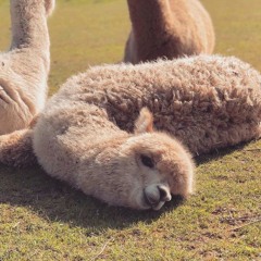 gratitude & relaxation | 11-min medi | bliss