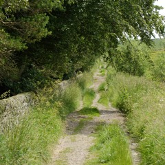 Dreaming of Warm Afternoons