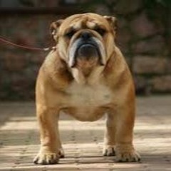 180.2#TPC#SC#GoldenDog#DeDox