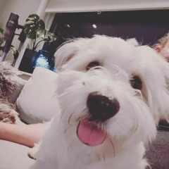 Albert the SaturdaynightDog! Woof!