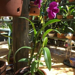 16.07.2021  - Cap. V - Bem Aventurados os Aflitos - O Mal e o Remédio (6)