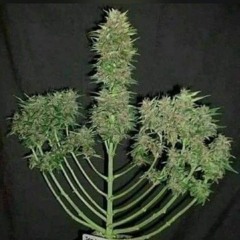 Не нужны лишние слова