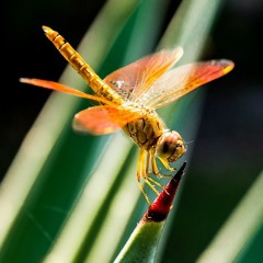 Snowflake & Seagull, Dragonfly