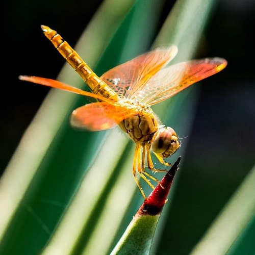 Snowflake & Seagull, Dragonfly