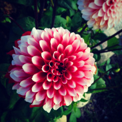 @DAHLIA NIGHTS [NATTÖGA] 23.03.2024