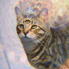 bobbythecat