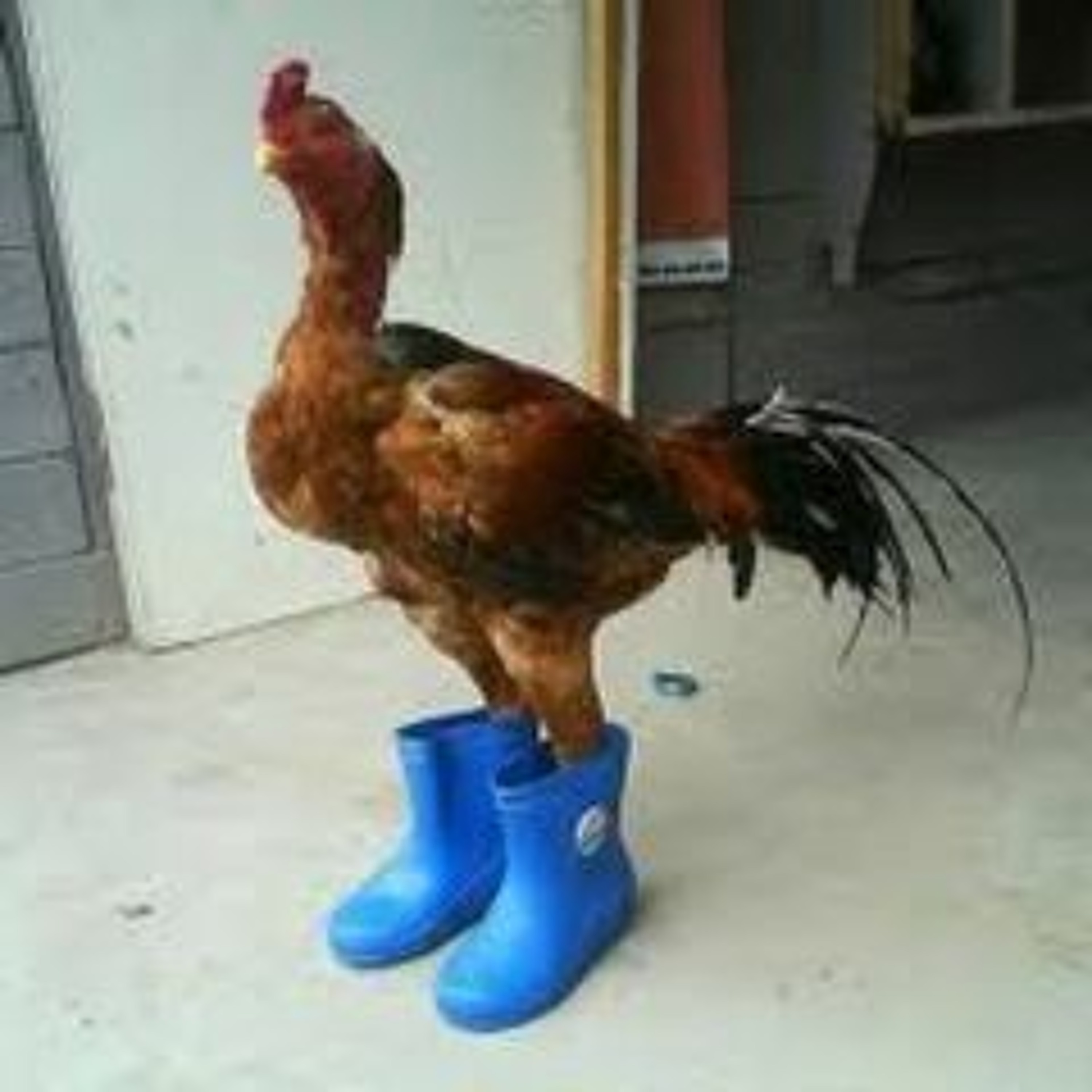 Episode 133 - Would Tony Rather Fuck a Human or a Chicken? The Answer, Might Surprise You episode artwork