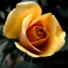 Rob Toca - Emotive State 002