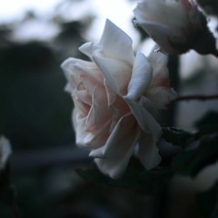 White Roses ft Kenji