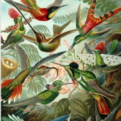 Birds Of Paradise Volume 5
