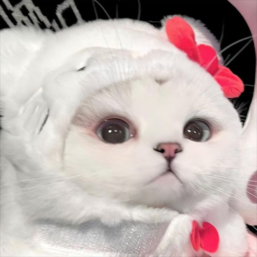 Hello