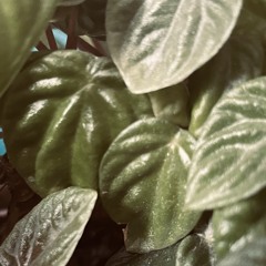 Straight into picking season