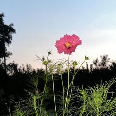 Jefre Cantu-Ledesma  100225