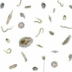 The ecological role of protists