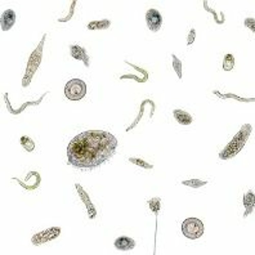 The ecological role of protists