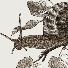 ,active Skin . Inner / neverita Didym