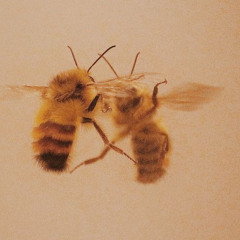 Dancing Bees