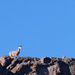 Mason Midtempo 115bpm Saturday Morning 8-1030 am Owl Farm 2025