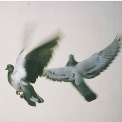 قد آمن القلب المتيم بالهوى