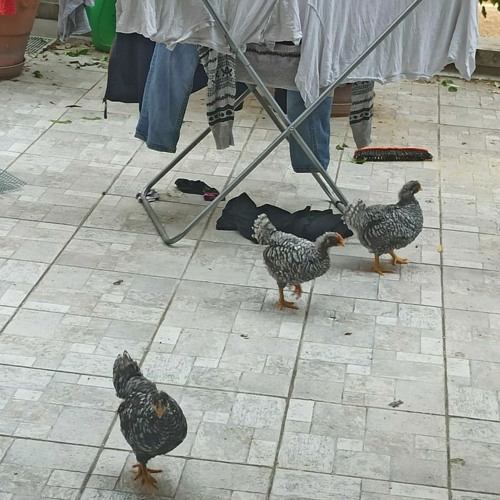 LEMON TEK (prod. Vigo)