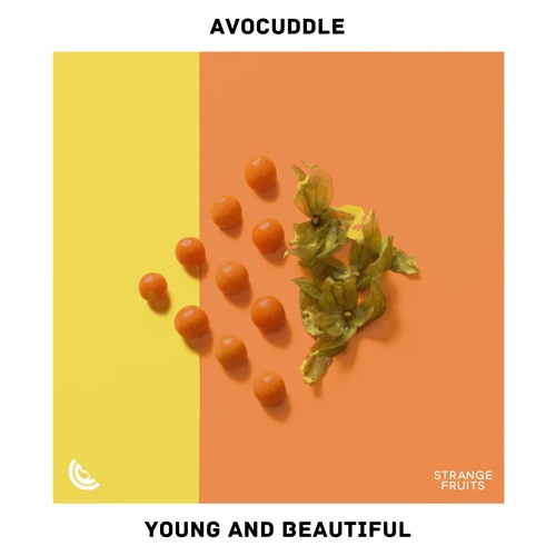 Avocuddle - Young And Beautiful