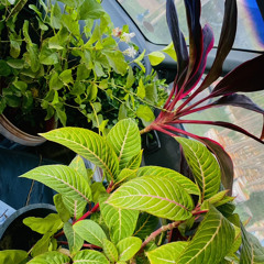 مابي  مرض  غير  at Turkey