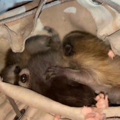 AAAC Wildlife Removal - AAAC Wildlife Removal