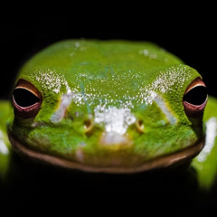 frogig