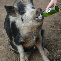 Crazy Pig LP Submission Mix