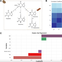 Theobromine From Cocoa Linked to Slower Biological Aging