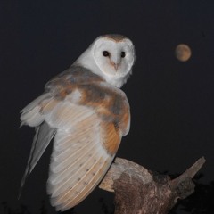 OWLL.