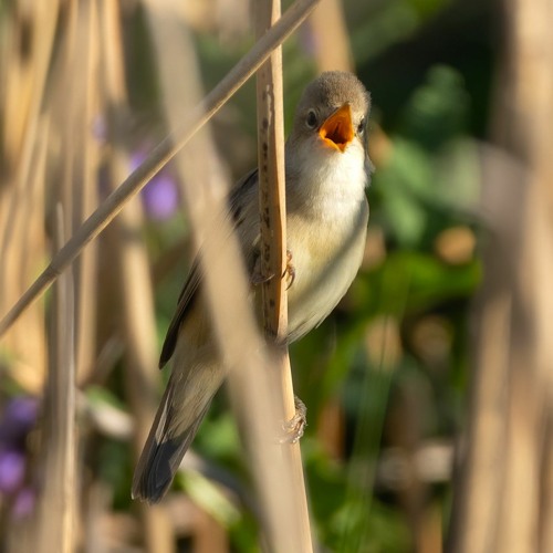 Marsh Warbler