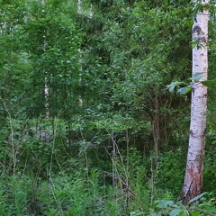 Nightingale Forest
