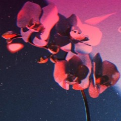 Orchid (Clip)